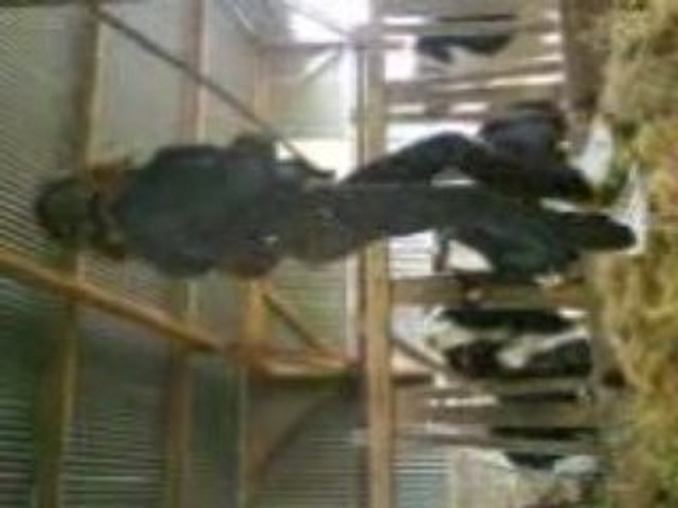 Une Naine sur une Botte de Foin !