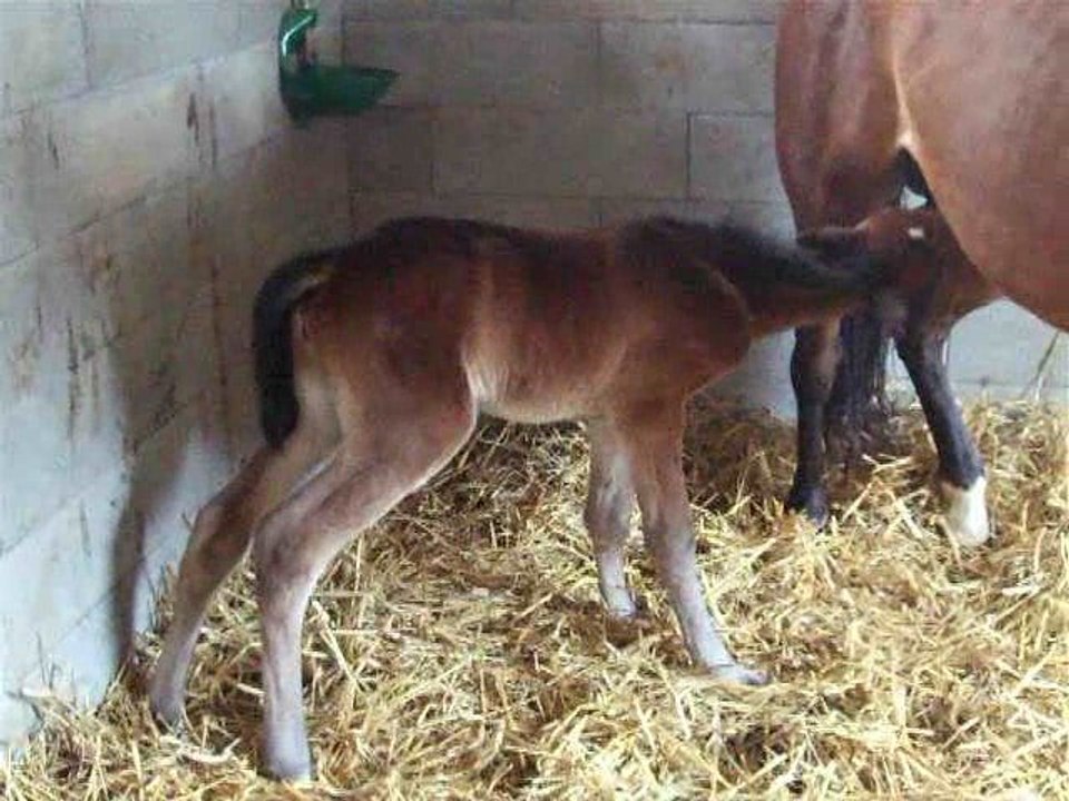 Naissance de la pouliche d'OSTIA