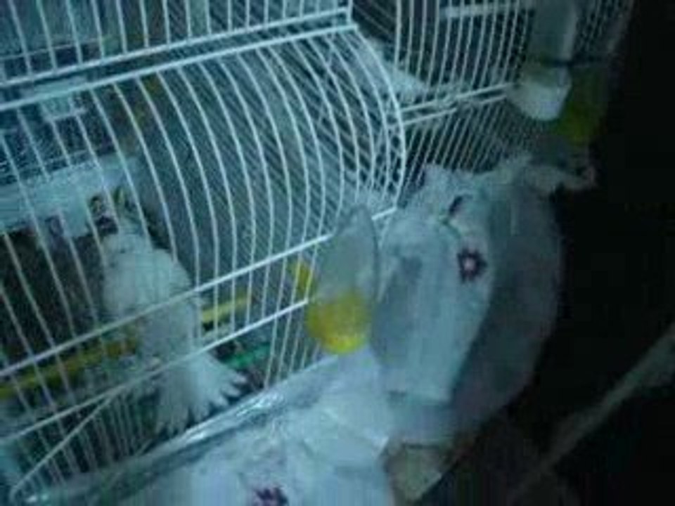 Il nous a quitté notre CANARIS BLANC