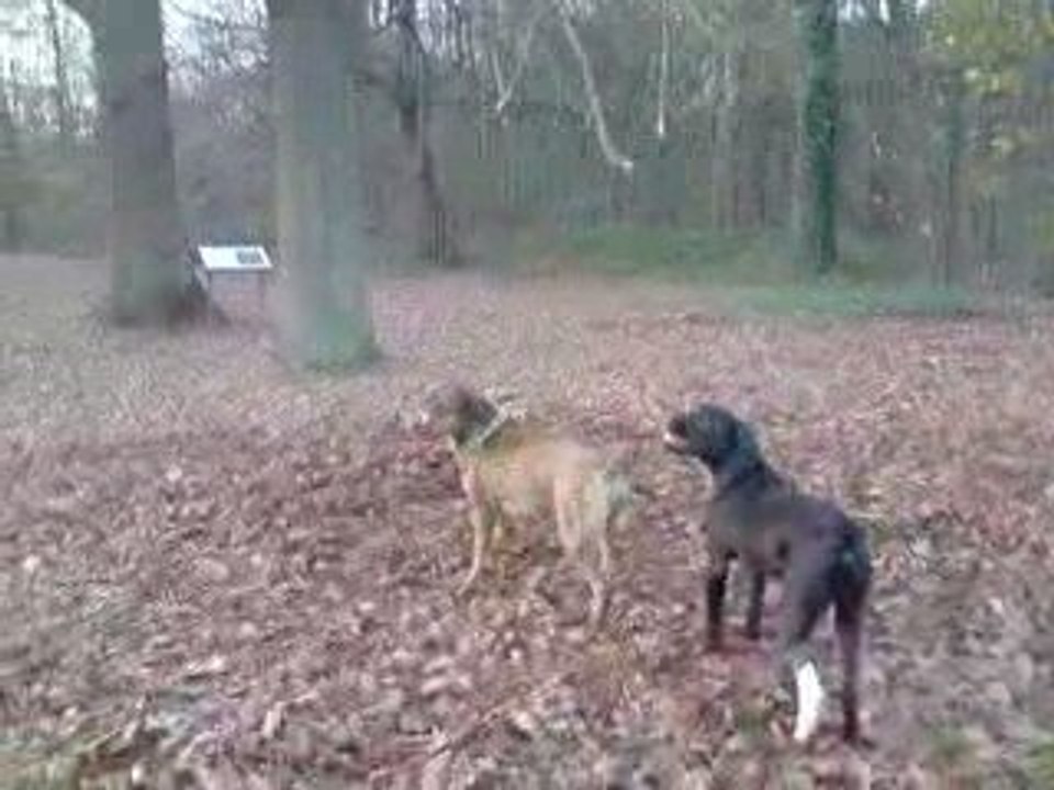 Yaina et Sanka  ptit saut sur l'arbre