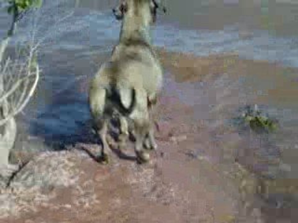 Yaina tete dans l'eau