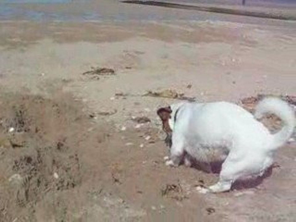 Sponky creuse le sable