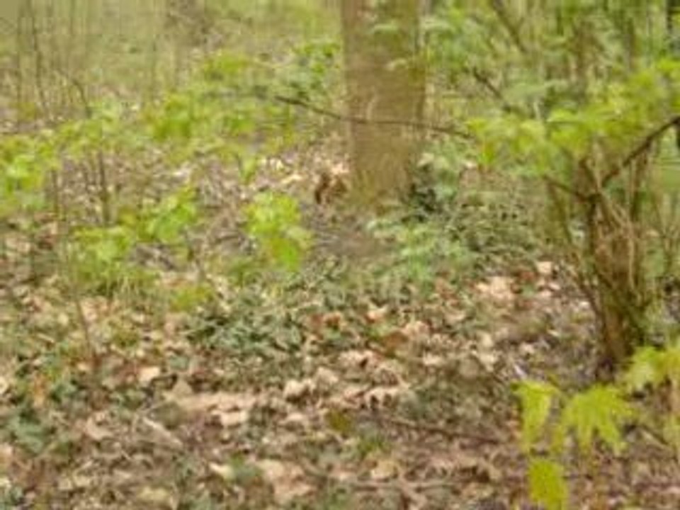 Tecno chasse l'écureuil