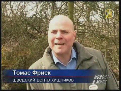 Шведские медвежата просыпаются