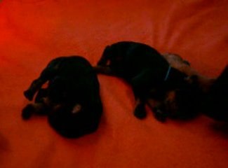 Abyss et Elfy 2 jours