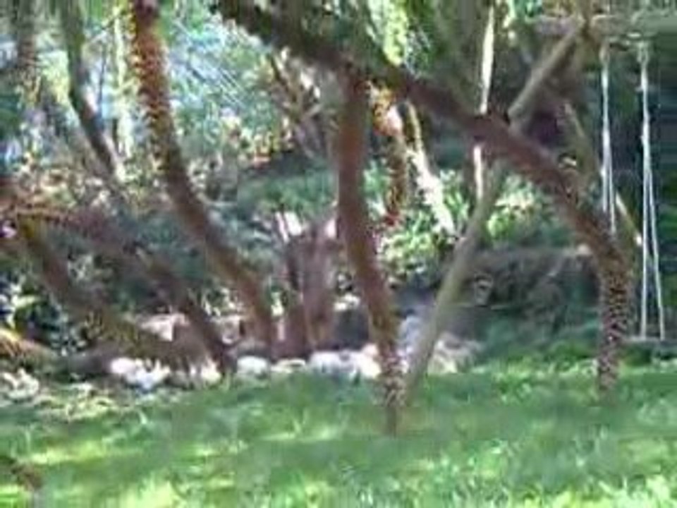 Im Garten