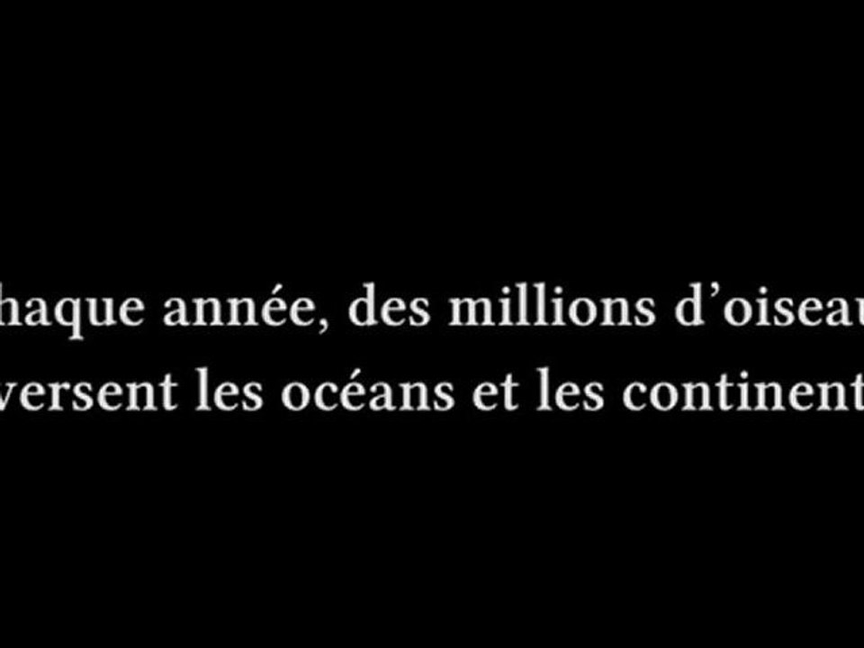 BirdLife - Born To Travel