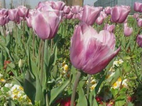 Burcu Günes - Ask Yarası