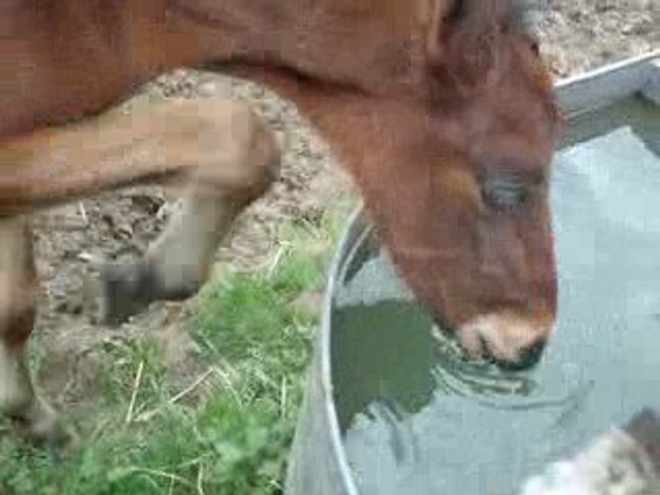 Petit lou' boit de l'eau ^^
