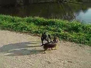 rencontre entre bouledogue et york