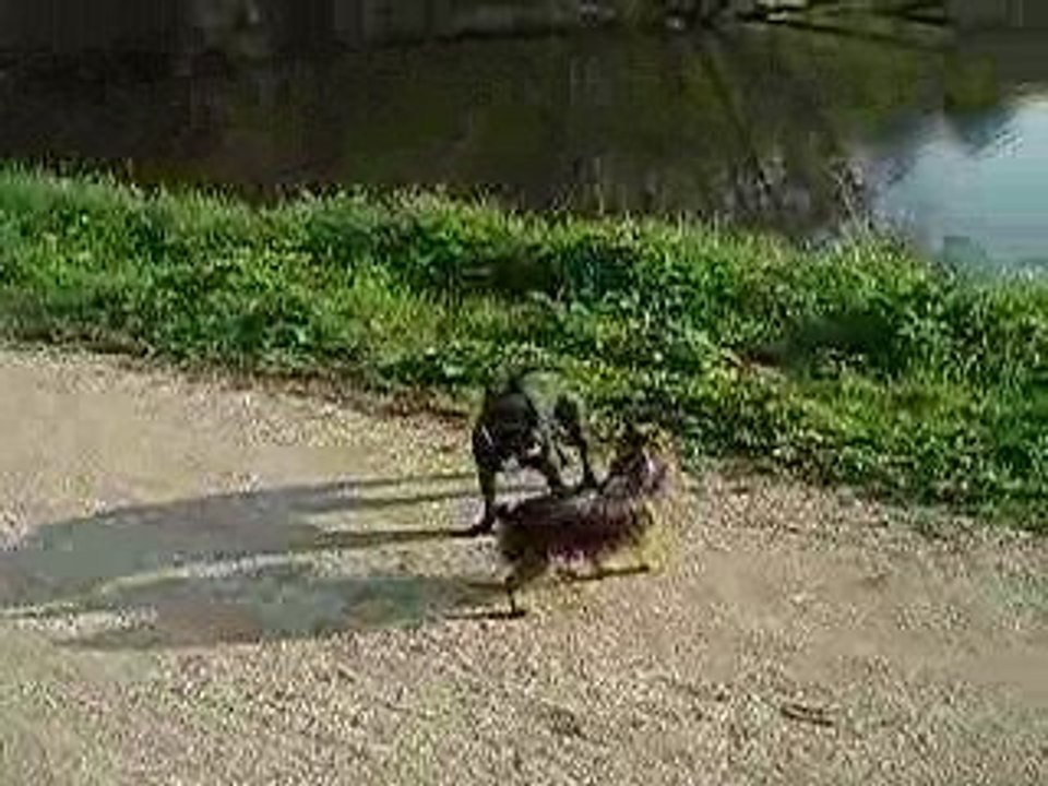 rencontre entre bouledogue et york