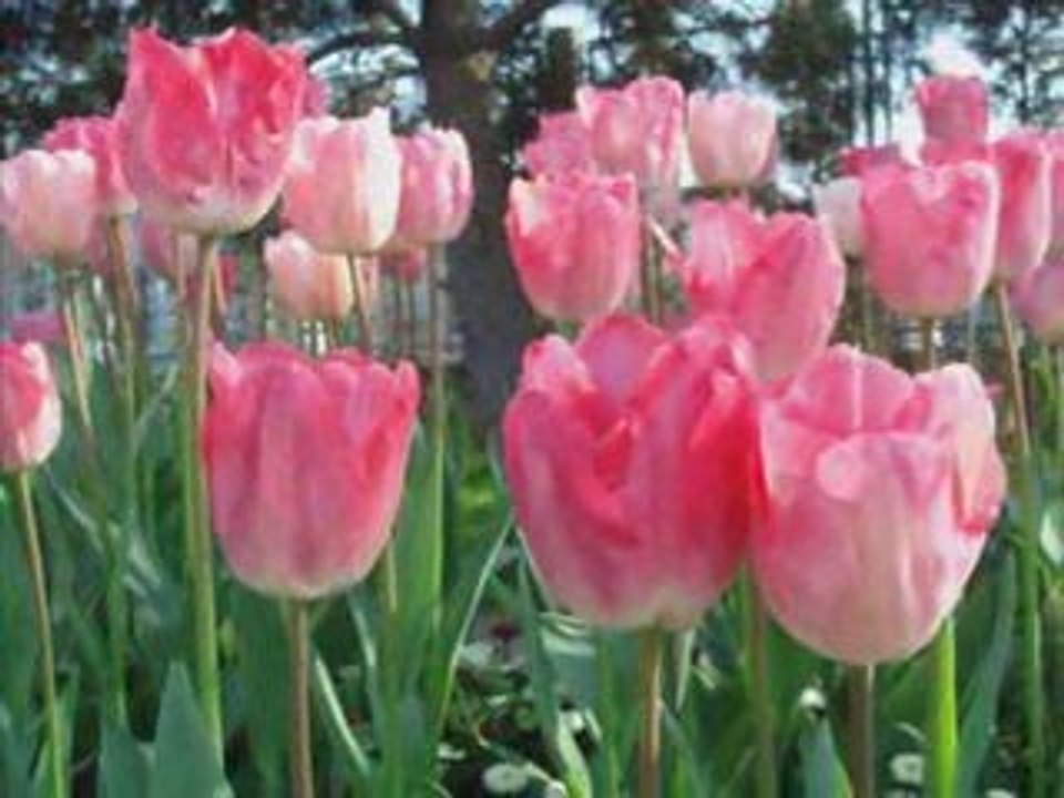 Erhan Guleryuz  - Ne Desem