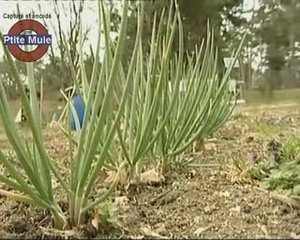 Un potager bio c'est possible