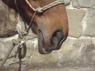 Vidéo avec qqs gags et folies =D