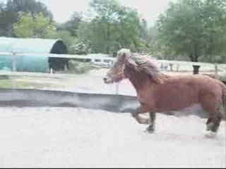 Senka Galop Liberté