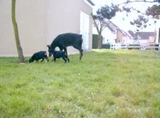 Abyss et Elfy dehors avec Kali