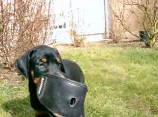 Abyss et Elfy petite voleuse