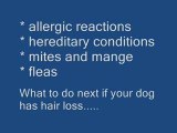 Dog Hair Loss Causes And Prevention http://www.doghairloss.c