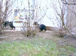 Abyss et Elfy jouent