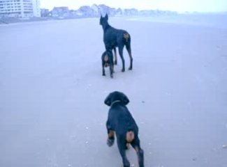 Abyss, Elfy, et Akimbo, à la plage 2