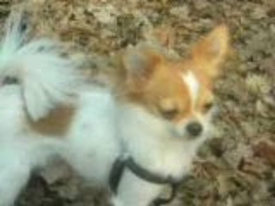 Balade en fôret ce 10 & 11 avril 2009