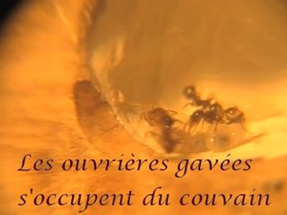 Quelques instants de vie chez les pheidoles