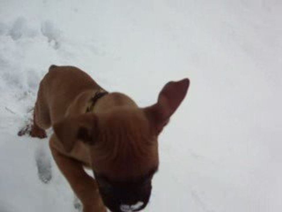 Diesel dans la neige