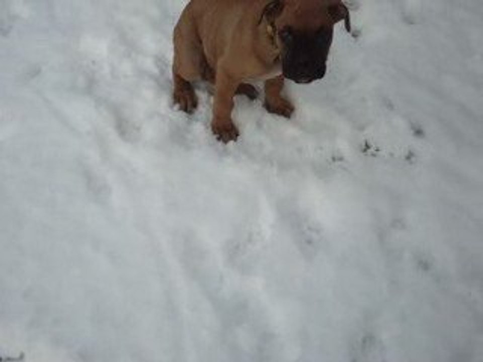 Diesel dans la neige.2