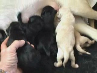 Kaly - Portée A - 08.04.2009