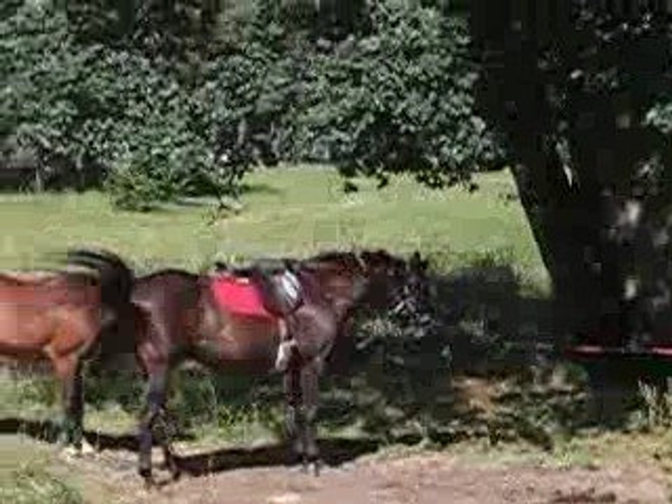 4 & 5 juillet 2008