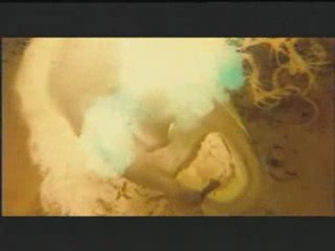 Promenons-nous dans les bois