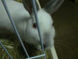 bunny navi ぴょんちき