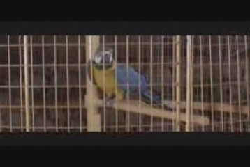 Birdie Num Num (The Party)