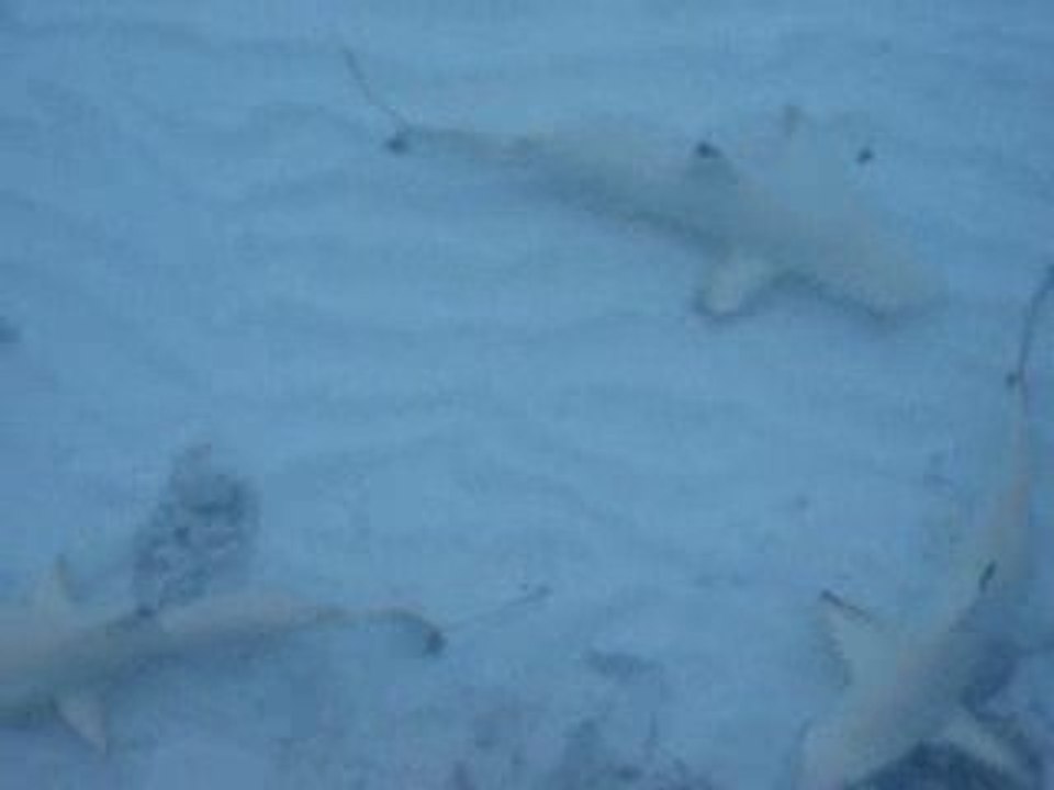 BEBE REQUIN
