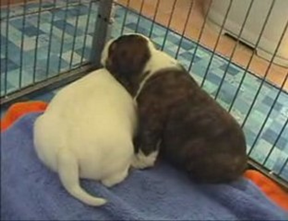 Staffie Staffordshire Bull Terrier Emy & Enjy 3 semaines