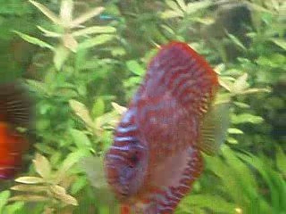 discus malade 01