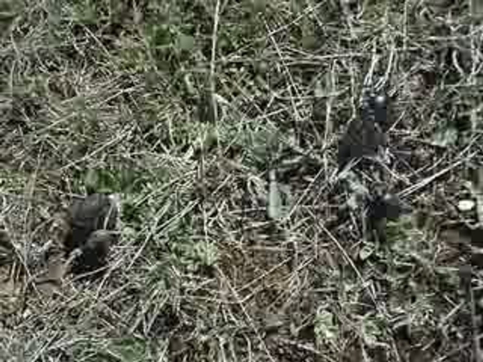 MOV04544