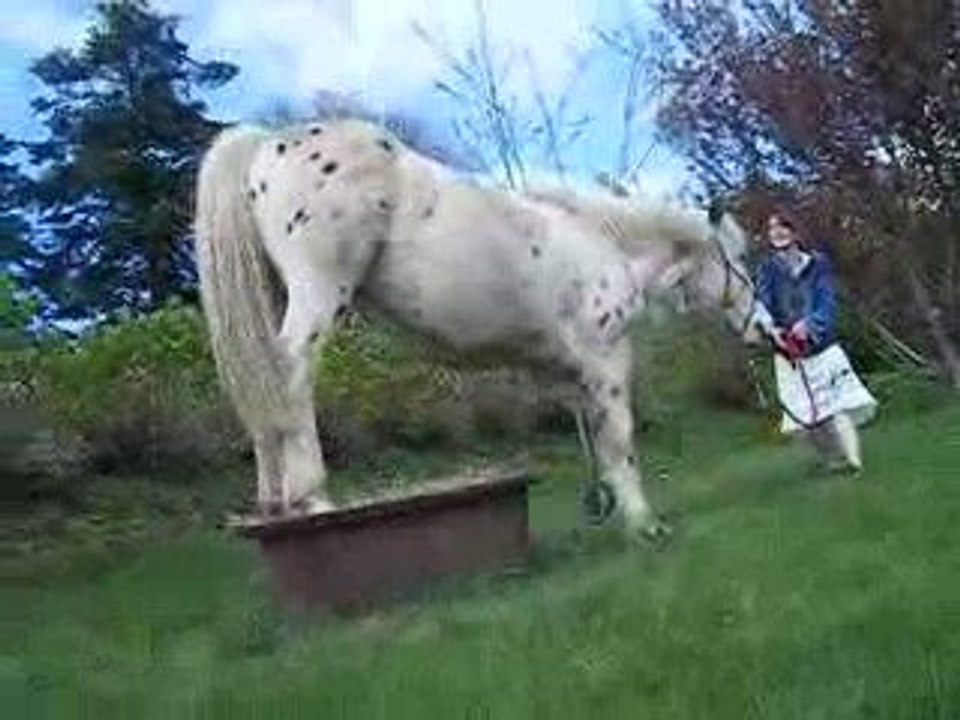 12-04-09 : Hondo qui traverse le pot ...