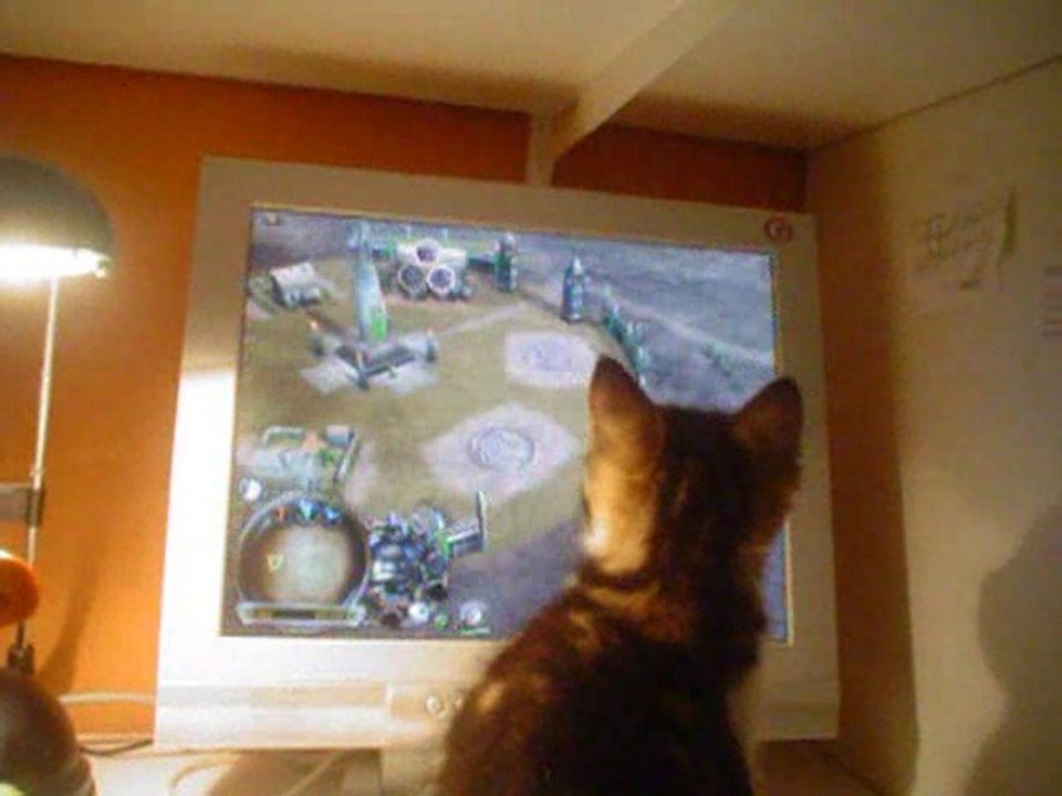 Chat vs ordi