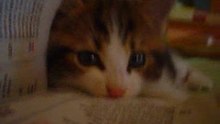 Bébés chats