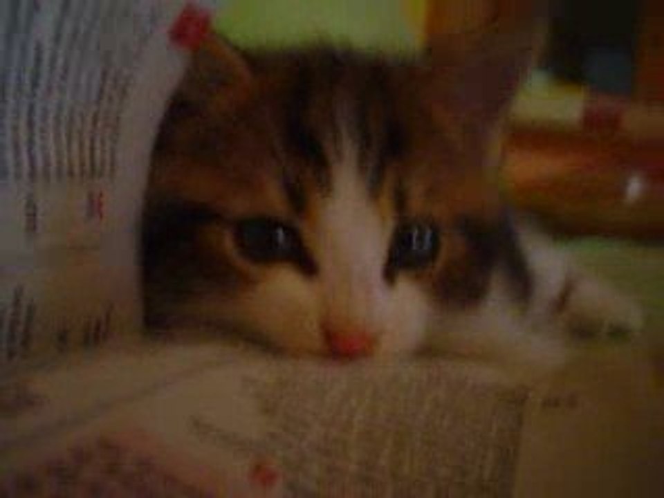Bébés chats