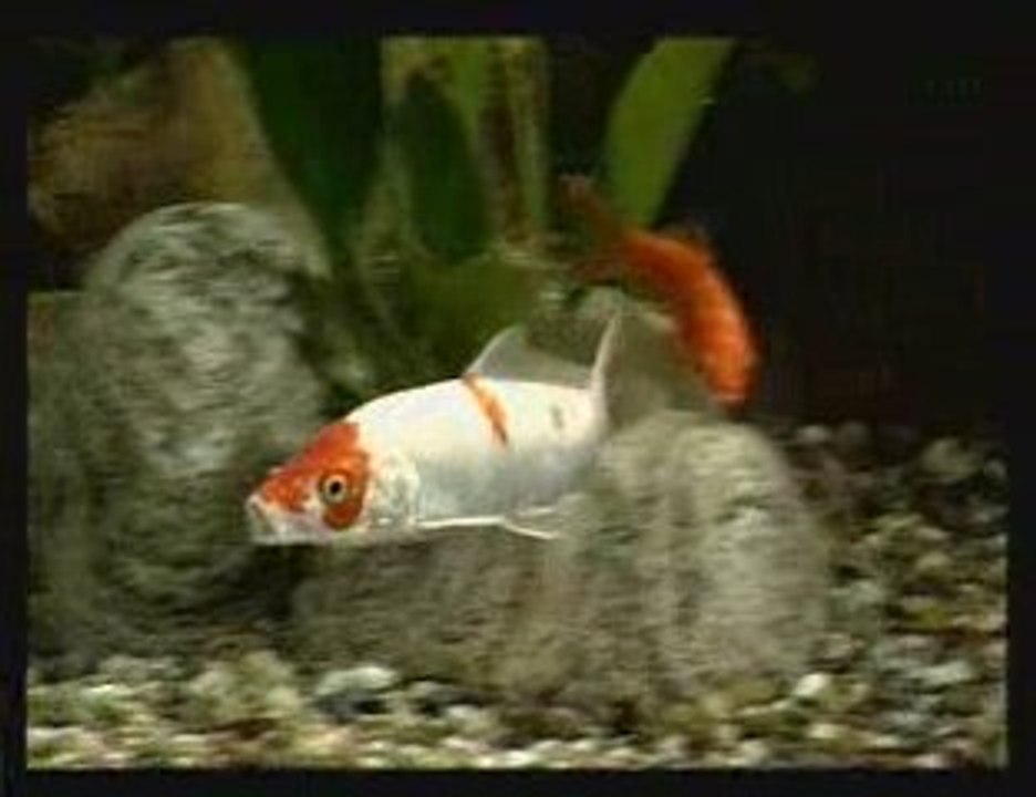 Sera-Koi-kamel