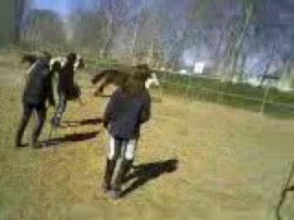 Poneyys