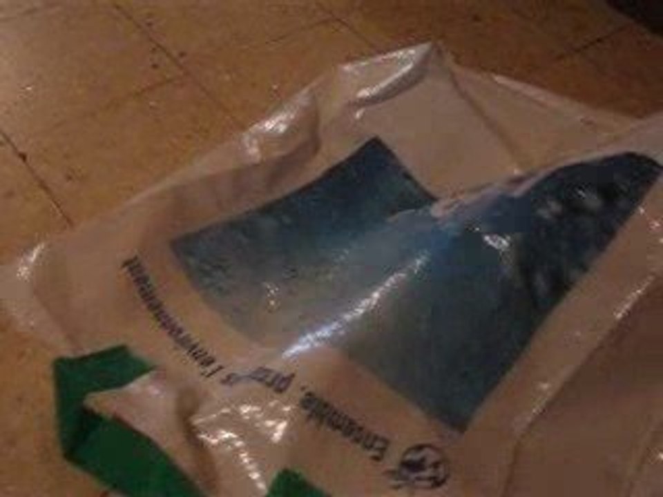 notre furet coyote en délire