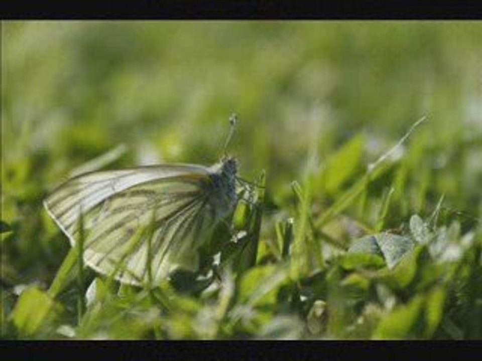 vidéo photos nature Quentin