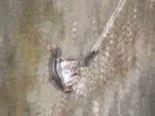 OVS - Saut à l'élastique, jenesaipasqui