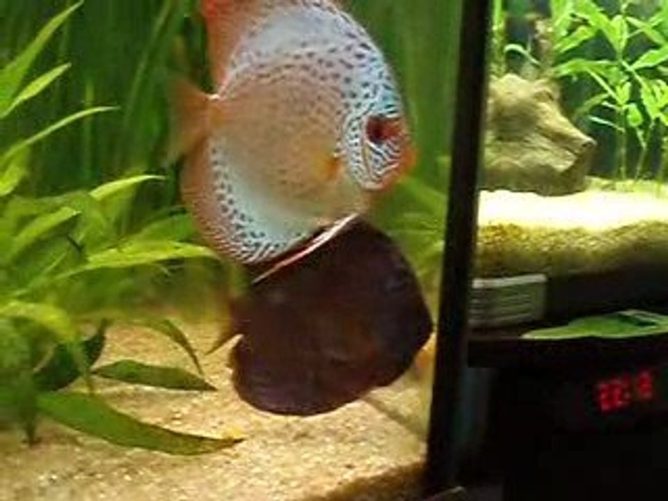 Discus malade 02