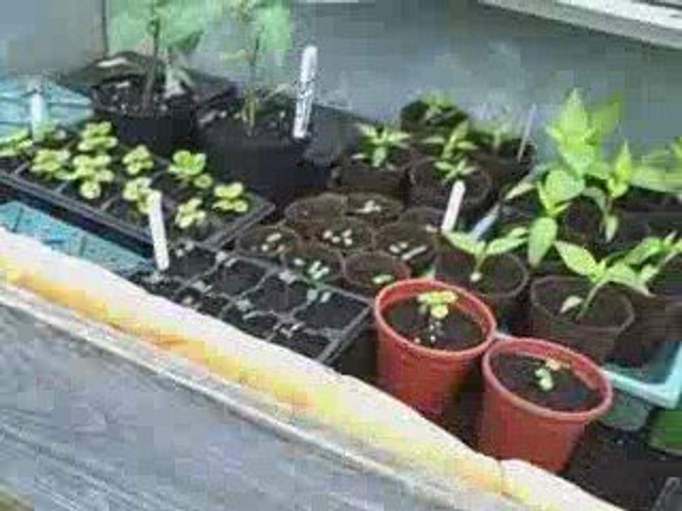 My Vegetable Raised Beds