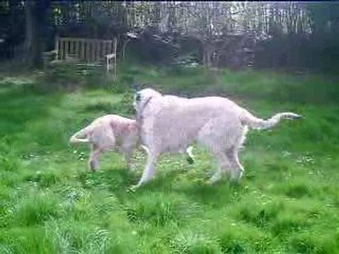 Faust (3 mois) et Flo (2 ans). Irish wolfhound.12 avril 2009