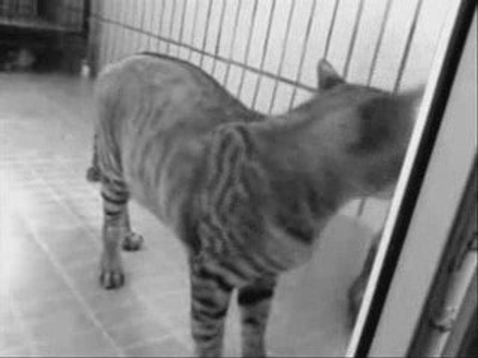 Les chats de Xiaowig